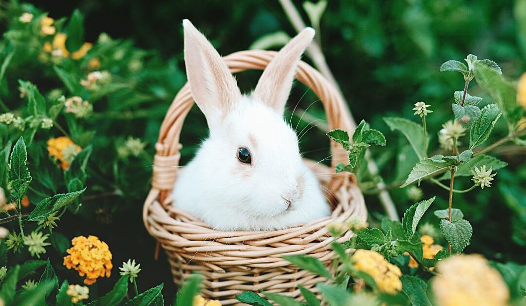 The Ultimate Guide to Small Pet Accessories: Collars, Carriers, and Must-Have Functional Items for Happy Pets