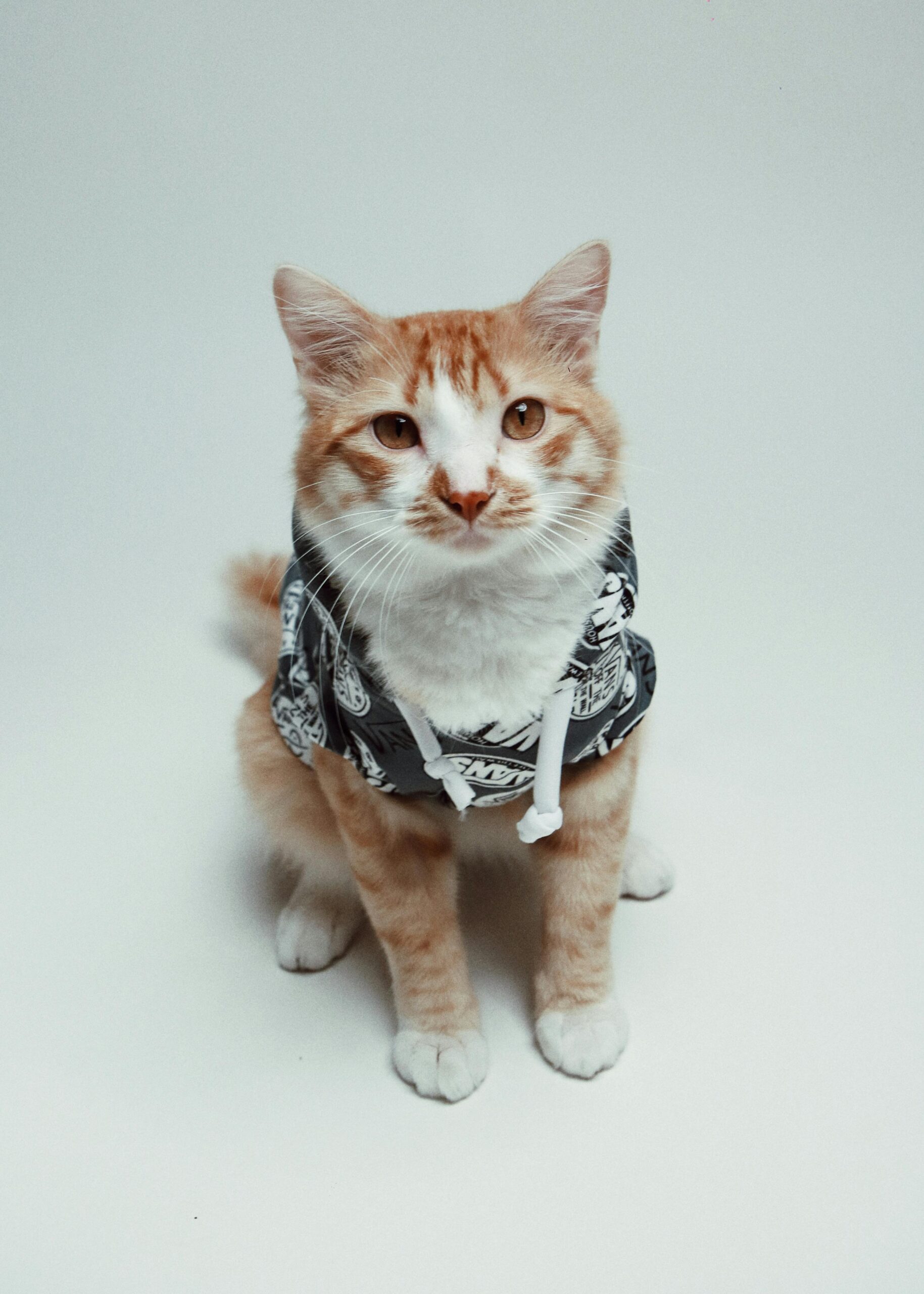 Pet Birthday Hat & Bandana Set 4